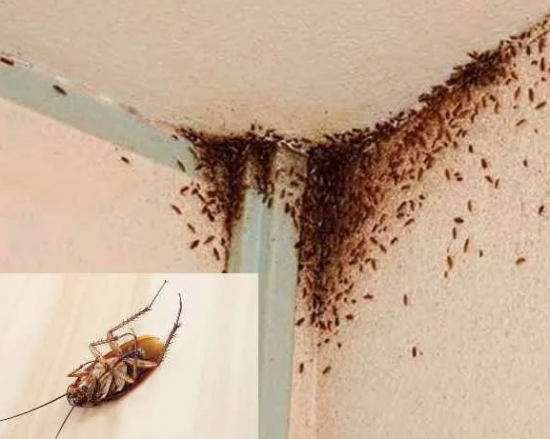 Почему каждый должен бороться с тараканами в квартире